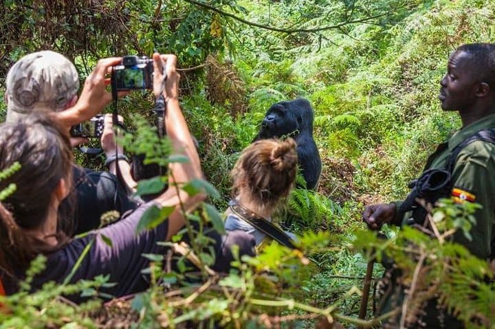 6-Day Uganda Rwanda Gorilla Trekking & Golden Monkey Safari photo 6