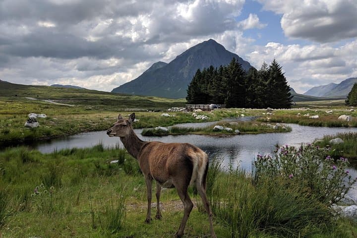 Highlands Private One-Day Tour from Edinburgh — Lochs, Castles & Highland Wildlife photo 4