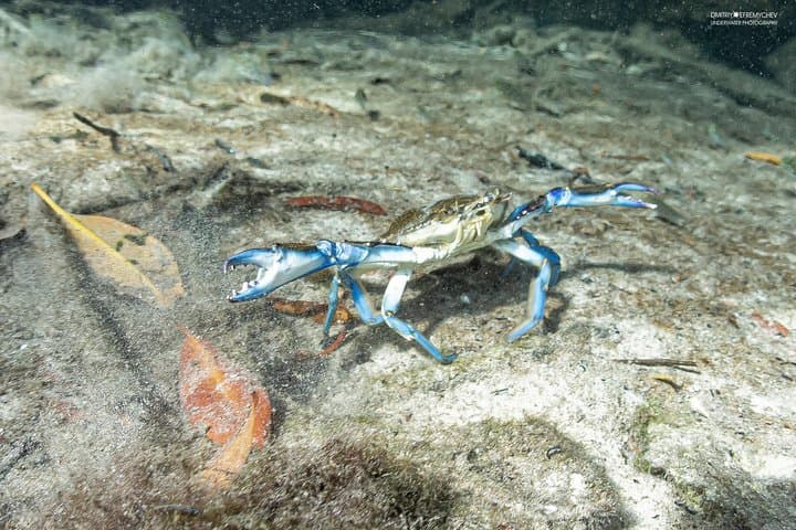 Discover Scuba Diving at Casa Cenote — Intro Dives from Riviera Maya photo 2