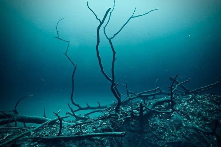 Diving Angelita and Casa Cenotes from Playa del Carmen: Deep Sulfide Cloud & Mangrove Caverns photo 4