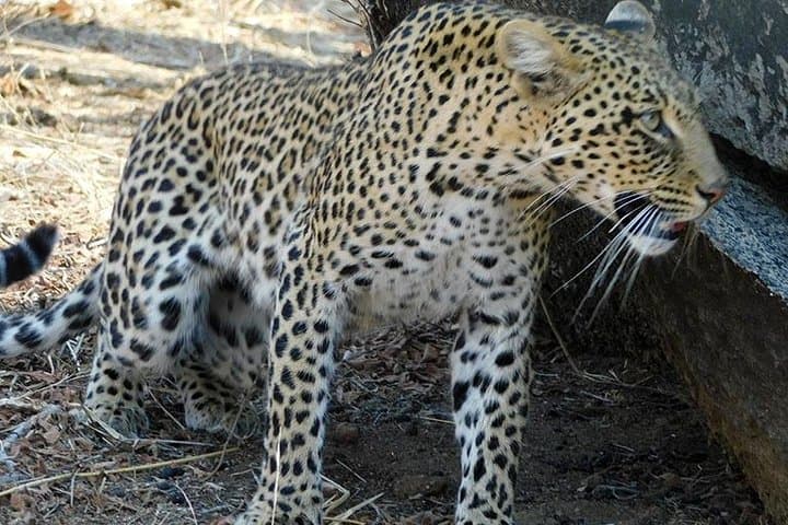 5-Day Mikumi & Ruaha Safari — Walking Safaris, Night Drives & Big Game in Tanzania photo 3