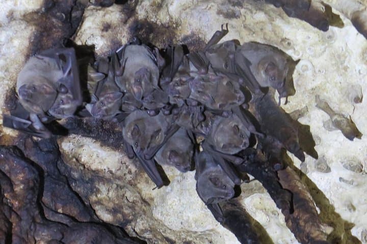 Cenote Diving at Dos Ojos & The Bat Cave — Two-Cenote Guided Dive from Playa del Carmen photo 1
