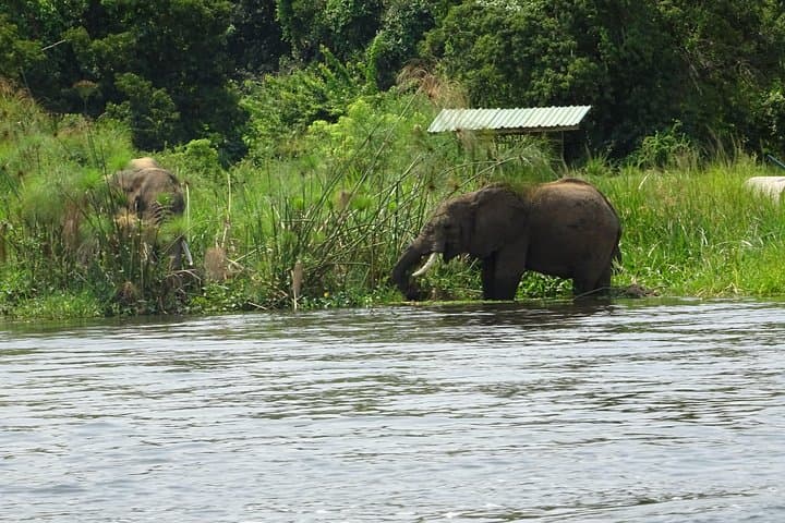 Two-Day Lake Mburo Safari: Boat Cruise, Game Drives & Equator Stop photo 2