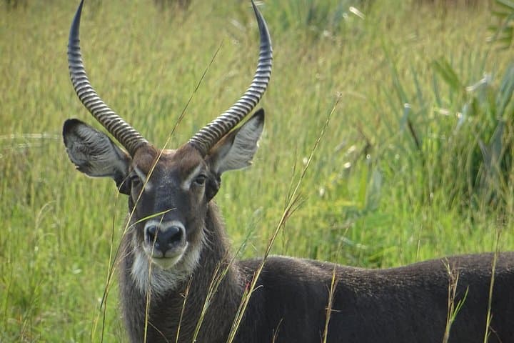 Two-Day Lake Mburo Safari: Boat Cruise, Game Drives & Equator Stop photo 3