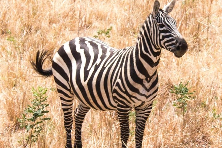 Two-Day Lake Mburo Safari: Boat Cruise, Game Drives & Equator Stop photo 4