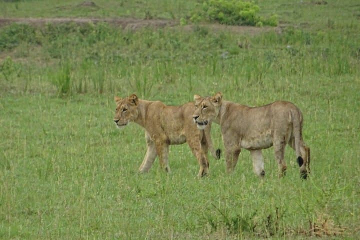 Gorillas, Lions & Kazinga: 5-Day Wildlife Circuit in Uganda photo 3