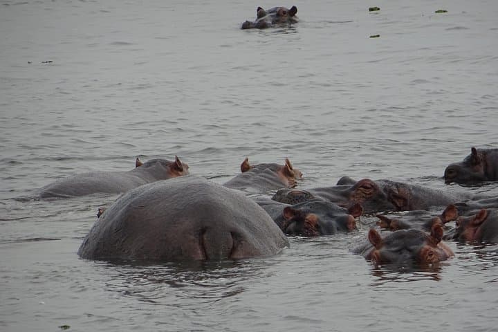 Gorillas, Lions & Kazinga: 5-Day Wildlife Circuit in Uganda photo 5