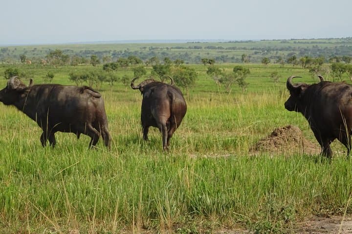 Gorillas, Lions & Kazinga: 5-Day Wildlife Circuit in Uganda photo 6