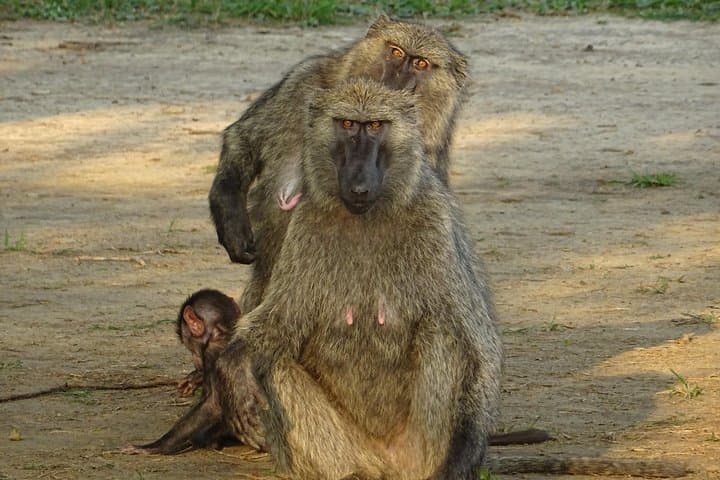 7-Day Uganda Safari: Gorillas, Chimpanzees & Kazinga Channel Wildlife Cruise photo 1
