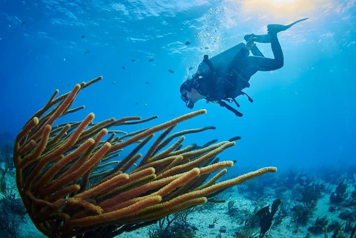 Playa del Carmen Reef Diving: Best Dive Sites & What to Expect