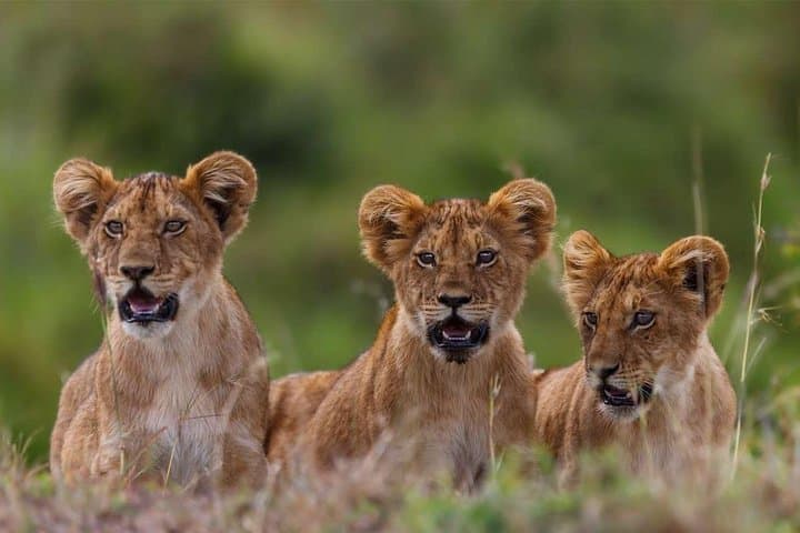 5-Day Masai Mara, Lake Nakuru & Naivasha Safari — Big Five, Flamingos & Boat Rides