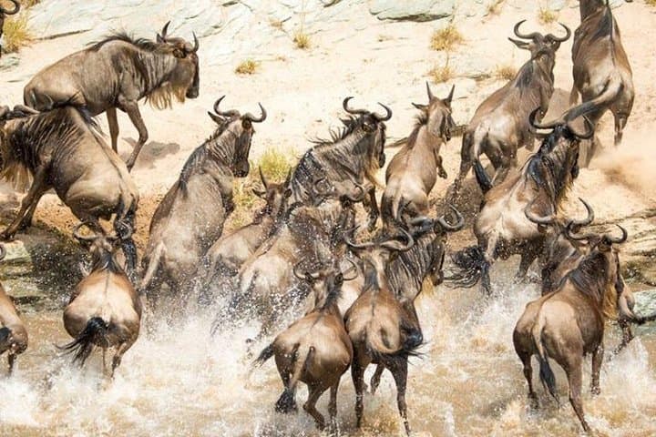 5-Day Masai Mara, Lake Nakuru & Naivasha Safari — Big Five, Flamingos & Boat Rides photo 2