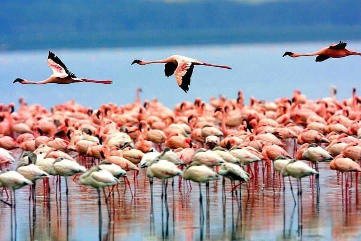 5-Day Masai Mara, Lake Nakuru & Naivasha Safari — Big Five, Flamingos & Boat Rides photo 5