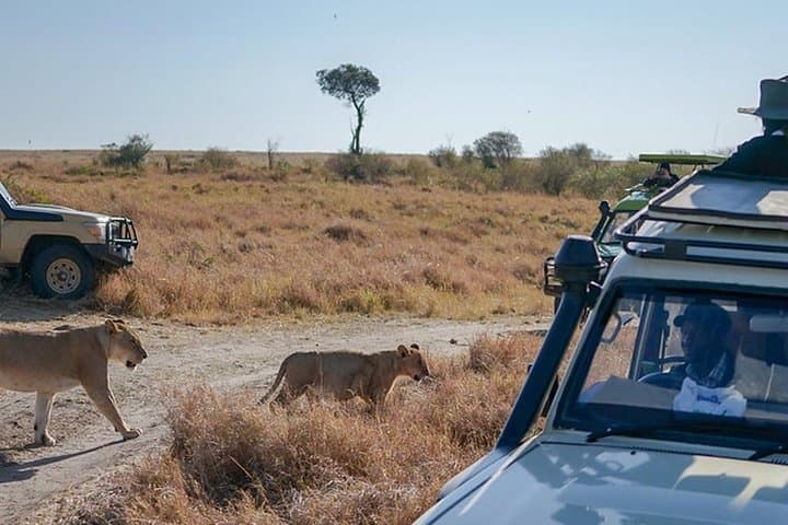 5-Day Masai Mara, Lake Nakuru & Naivasha Safari — Big Five, Flamingos & Boat Rides photo 6