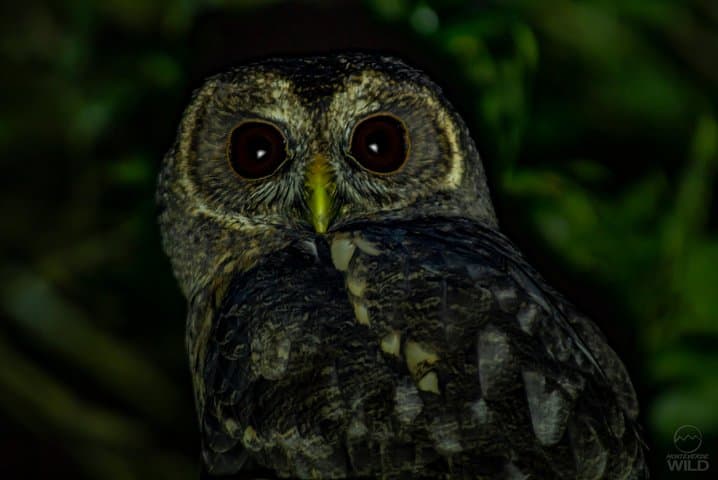 Monteverde Cloud Forest Night Walk: Guided Nocturnal Wildlife Search