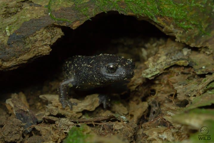 Monteverde Cloud Forest Night Walk: Guided Nocturnal Wildlife Search photo 2