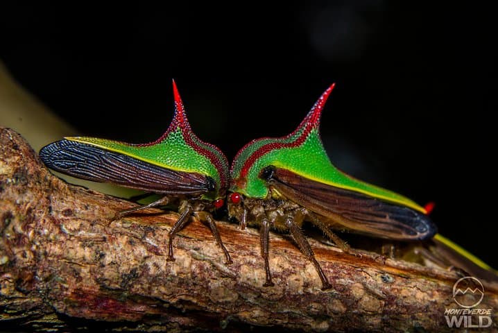 Monteverde Cloud Forest Night Walk: Guided Nocturnal Wildlife Search photo 3