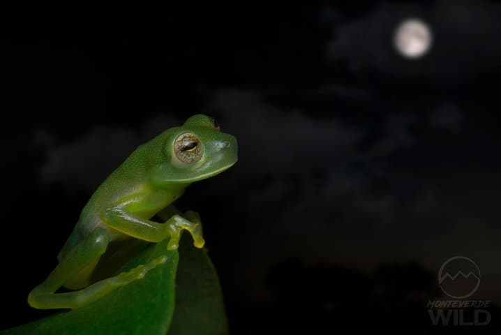 Monteverde Cloud Forest Night Walk: Guided Nocturnal Wildlife Search photo 4