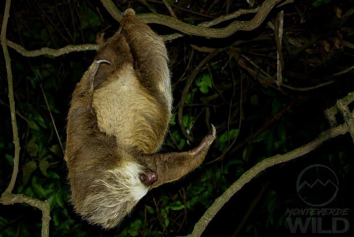 Monteverde Cloud Forest Night Walk: Guided Nocturnal Wildlife Search photo 5