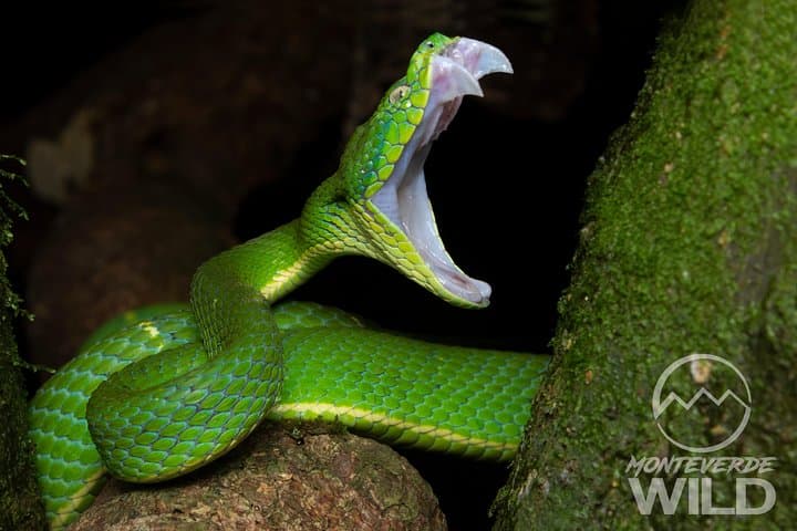 Monteverde Cloud Forest Night Walk: Guided Nocturnal Wildlife Search photo 6