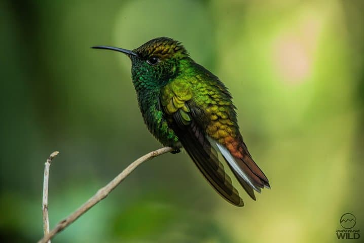 Morning Walk in Monteverde Cloud Forest Reserve — Guided Cloud-Forest Nature Tour photo 2