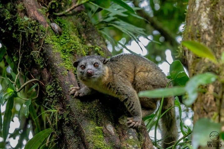 Morning Walk in Monteverde Cloud Forest Reserve — Guided Cloud-Forest Nature Tour photo 3