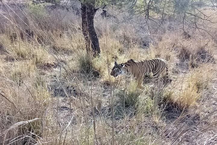 Ranthambore National Park 3-Night Safari: Tigers, Forts, and Lakes
