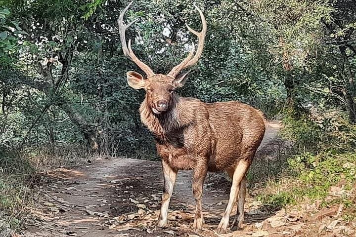 Ranthambore National Park 3-Night Safari: Tigers, Forts, and Lakes photo 2