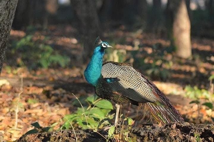 Ranthambore National Park 3-Night Safari: Tigers, Forts, and Lakes photo 3