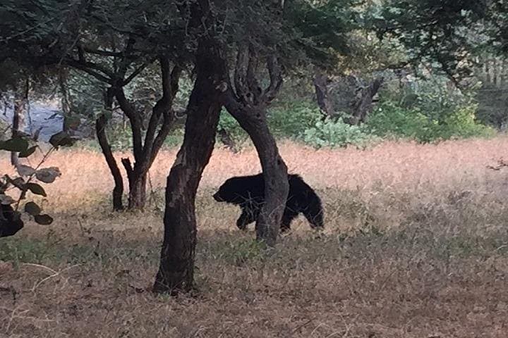 Ranthambore National Park 3-Night Safari: Tigers, Forts, and Lakes photo 4