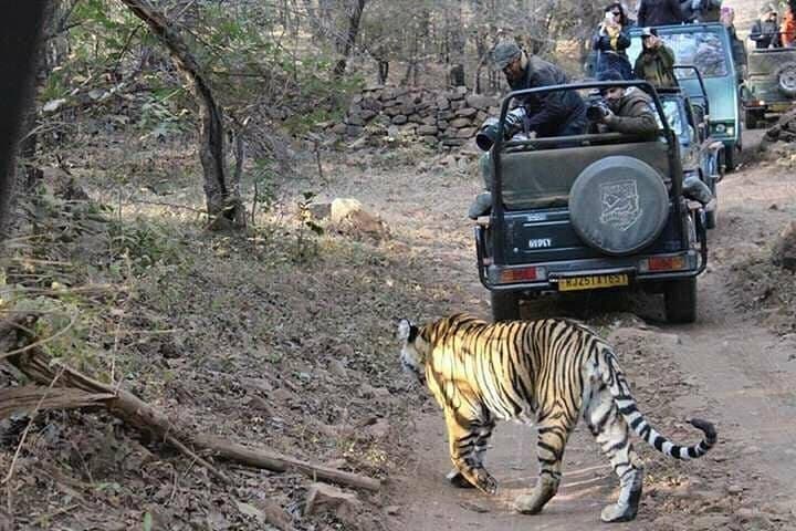 Ranthambore National Park 3-Night Safari: Tigers, Forts, and Lakes photo 5