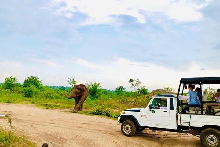 Private Udawalawe Jeep Safari — Elephant Encounters in Sri Lanka's Udawalawe National Park