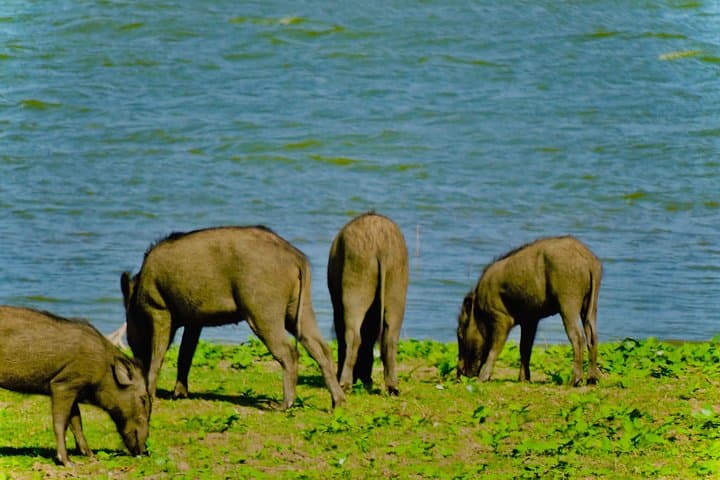 Private Udawalawe Jeep Safari — Elephant Encounters in Sri Lanka's Udawalawe National Park photo 6