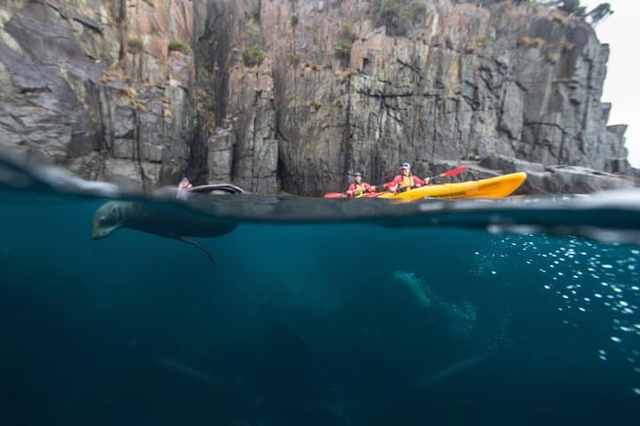 Tasman Peninsula Full-Day Sea Kayaking — Paddle Below 200m Cliffs & the Totem Pole