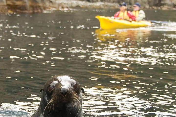 Tasman Peninsula Full-Day Sea Kayaking — Paddle Below 200m Cliffs & the Totem Pole photo 3