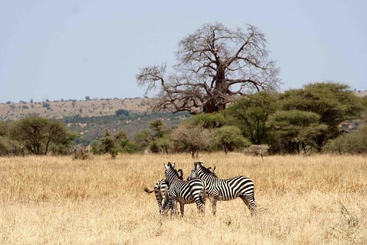 2-Day Tarangire and Ngorongoro Crater Safari — Big Five, Baobabs & Caldera Views photo 4