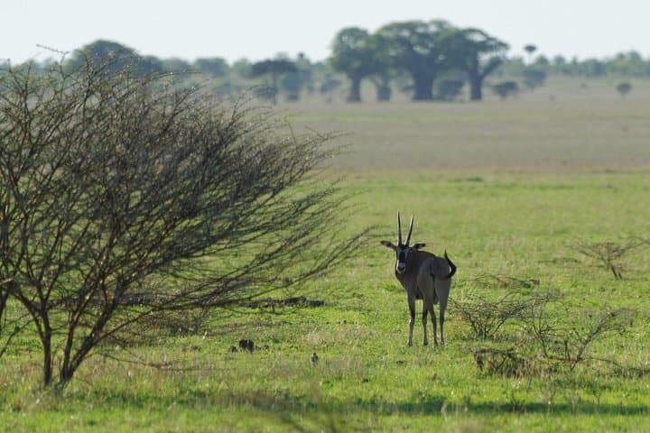 Tarangire National Park Day Safari — Elephants, Baobabs & River Plains photo 5