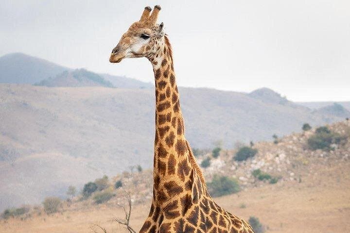 Private Western Cape Animal Farms Full-Day Tour from Cape Town photo 2