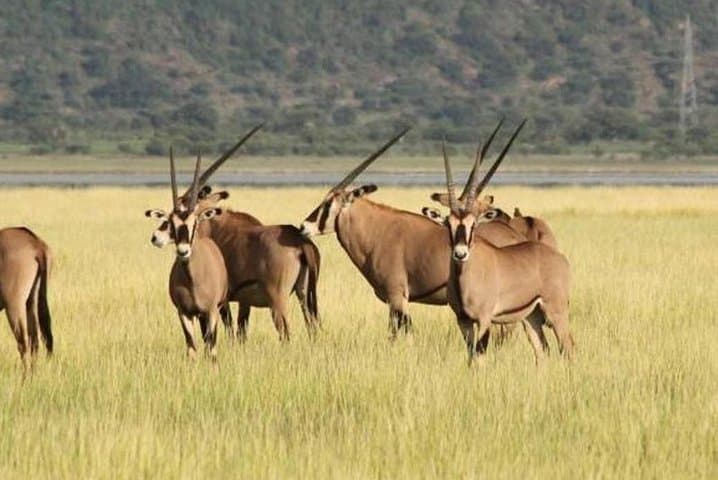 One-Day Ngorongoro Crater Safari: Game Drive from Arusha photo 6