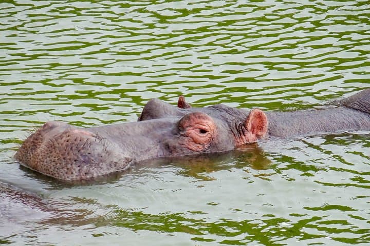 16-Day Uganda Wildlife Safari Holiday: Gorillas, Chimps & Murchison Falls photo 3