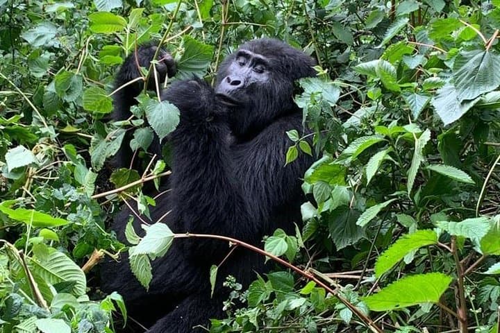16-Day Uganda Wildlife Safari Holiday: Gorillas, Chimps & Murchison Falls photo 4