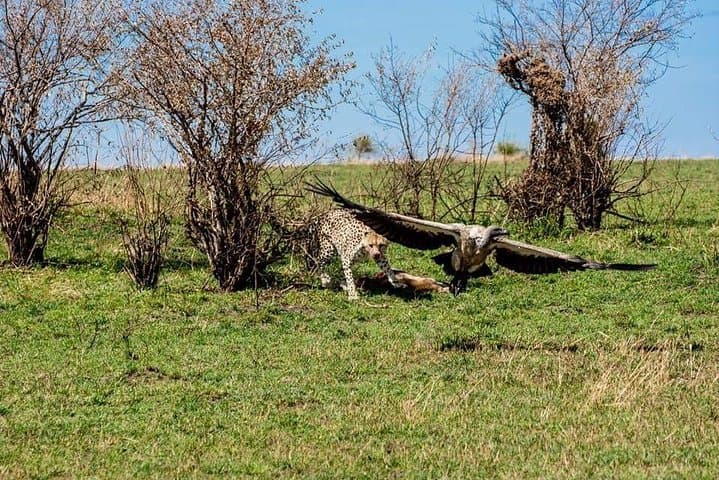 Ngorongoro Crater 1-Day Safari: Complete Guide to the Wildlife & Geology