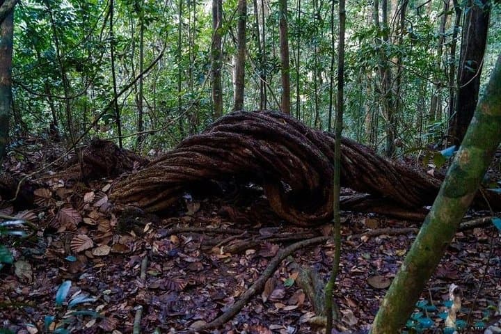 Kanneliya Rain Forest Trek: Birdwatching & Canopy Walks Near Galle photo 4