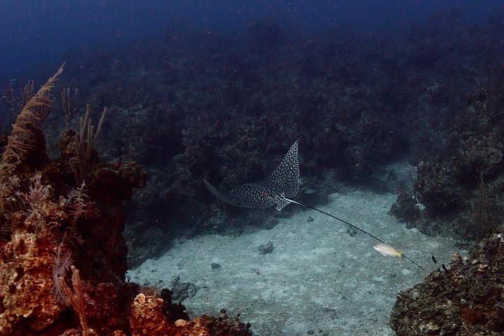 Discover Scuba Diving in Freeport: PADI Intro Dive with Viva Resort Day Pass photo 6