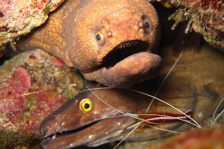 Double Dive Sal Island: Half-Day Scuba Adventure in Cape Verde photo 3