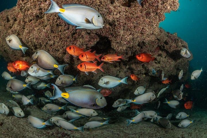 Double Dive Sal Island: Half-Day Scuba Adventure in Cape Verde photo 4