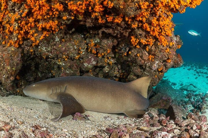 Double Dive Sal Island: Half-Day Scuba Adventure in Cape Verde photo 6