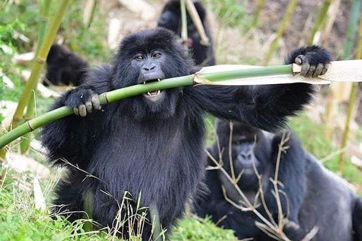 3-Day Lake Bunyonyi & Bwindi Gorilla Trekking Tour — Uganda Adventure photo 4