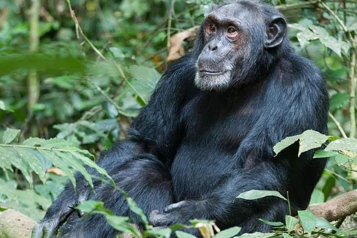 3-Day Lake Bunyonyi & Bwindi Gorilla Trekking Tour — Uganda Adventure photo 5
