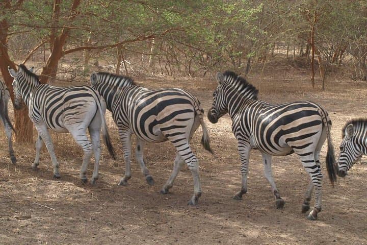 Somone Lagoon and Bandia Park Safari: Day Tour from Dakar